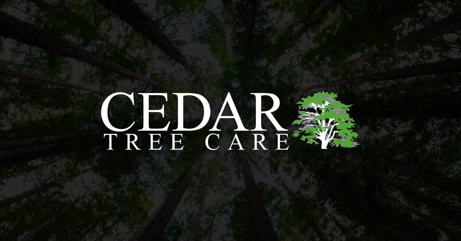 London Cedar Tree Care